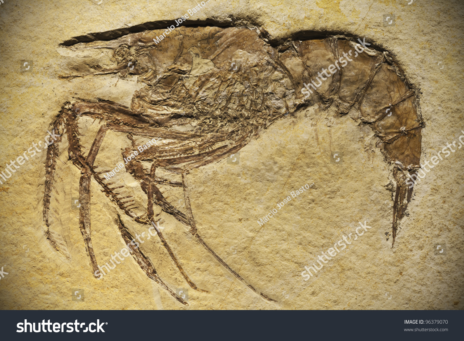 fossil-of-a-prehistoric-shrimp-stock-photo-96379070-shutterstock