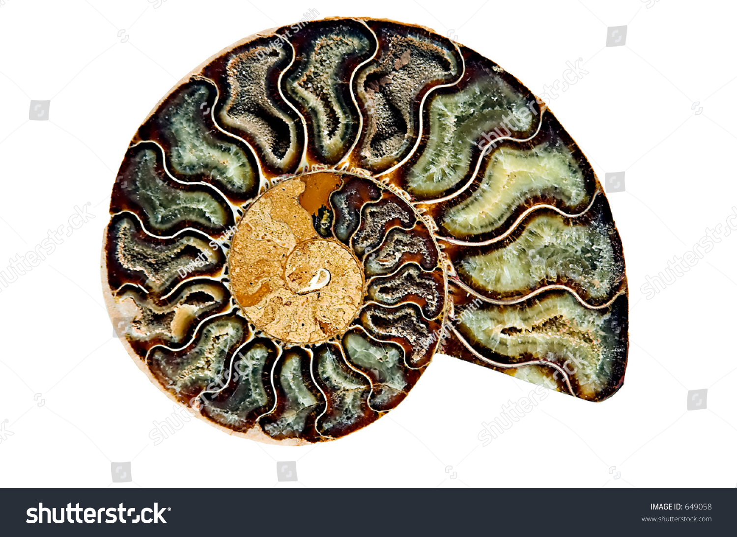 Fossilized Nautilus Shell Stock Photo 649058 Shutterstock