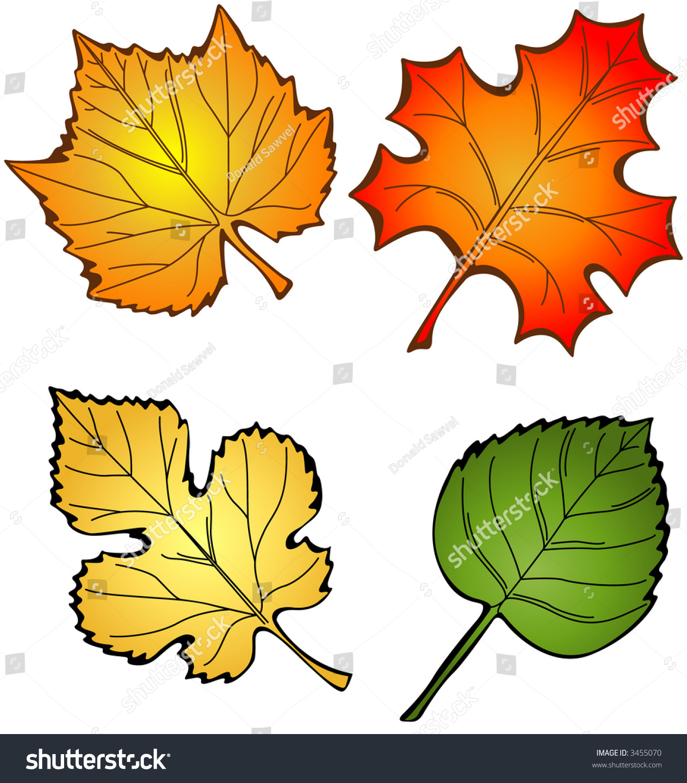 Four Fall Leaves Stock Photo 3455070 : Shutterstock