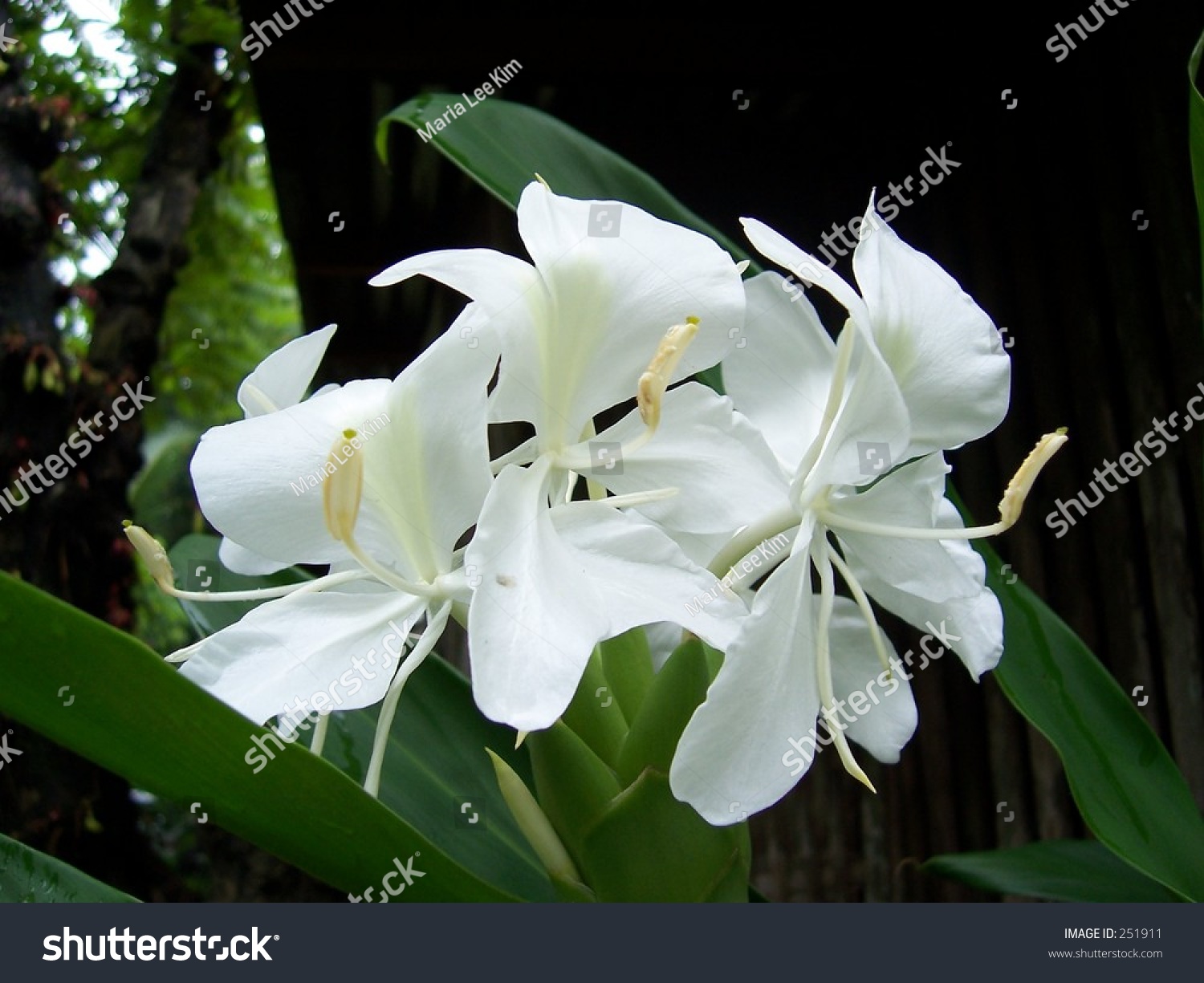 Fragrant Camia, Philippine Flower Stock Photo 251911 Shutterstock