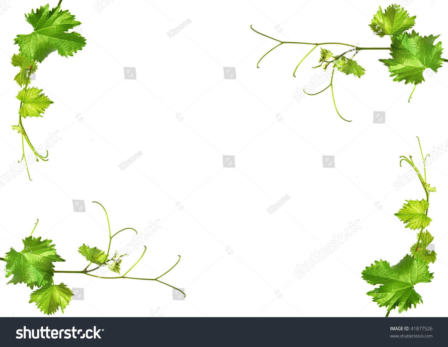frame plant stock photo 41877526 shutterstock frame plant stock photo 41877526 shutterstock