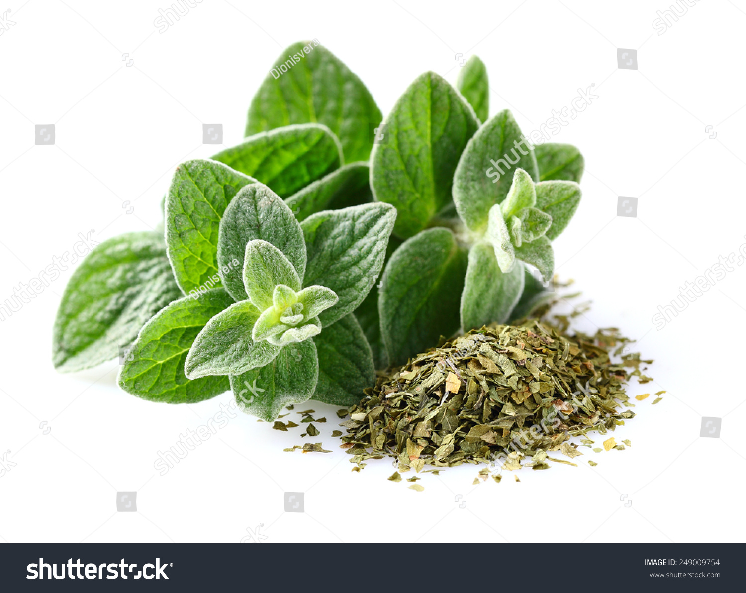 Fresh And Dried Oregano Spices Stock Photo 249009754 Shutterstock