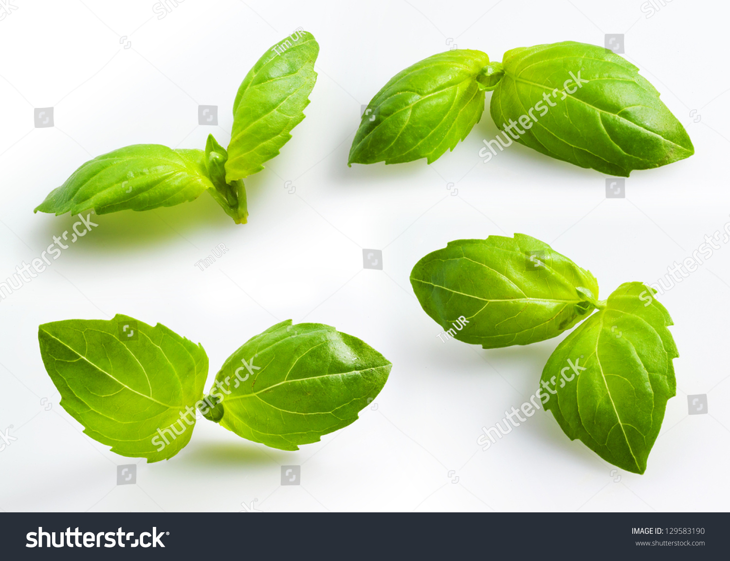 Fresh Basil Isolated On White Background Fresh Basil Isolated On White Background Stock Photo