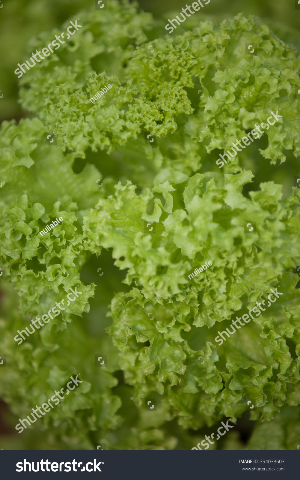 Fresh Bibb Lettuce Stock Photo 394033603 : Shutterstock