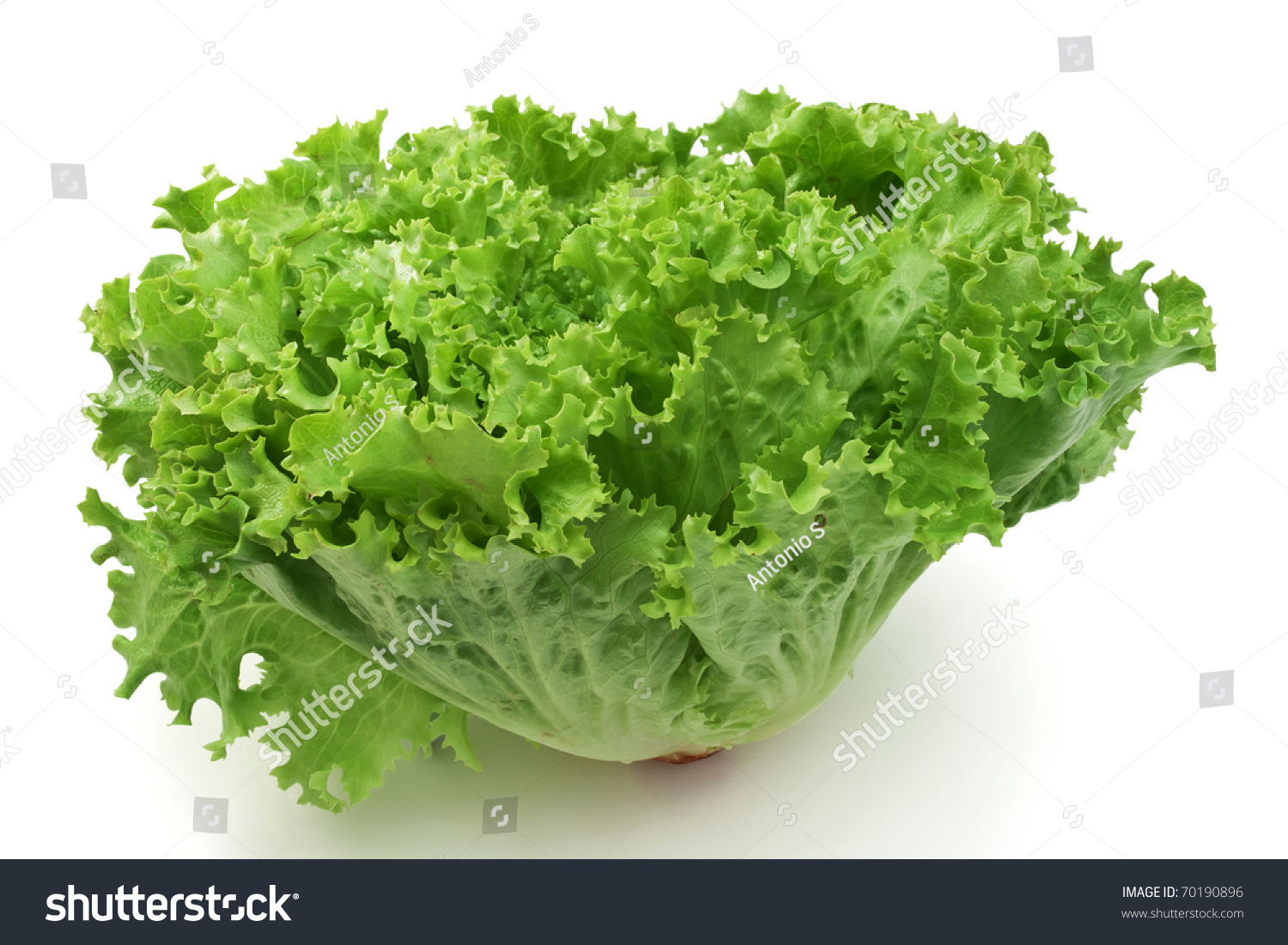 Fresh Curly Lettuce Isolated On White Background Stock Photo 70190896 