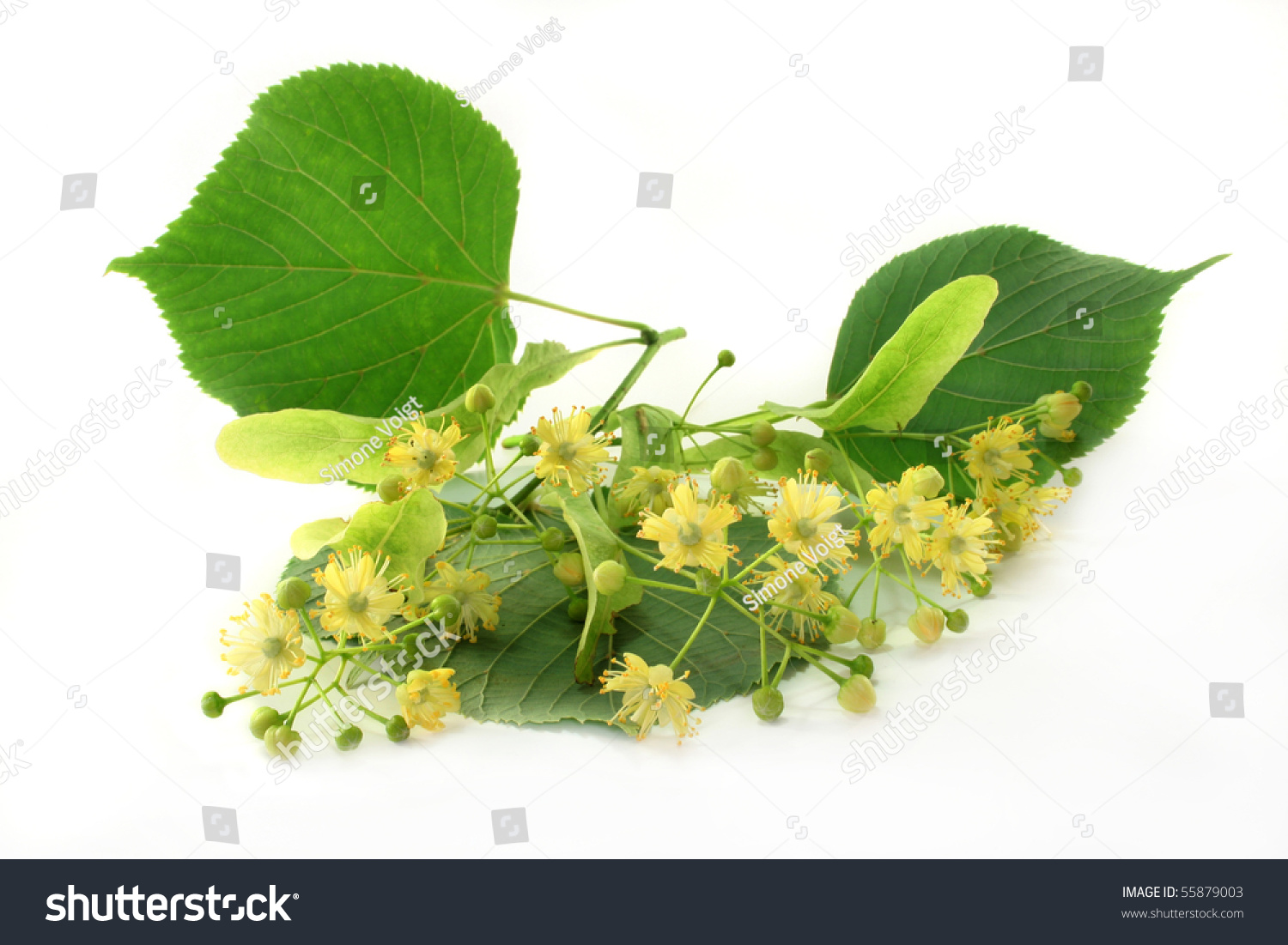 Fresh Lime Flowers On A White Background Stock Photo 55879003