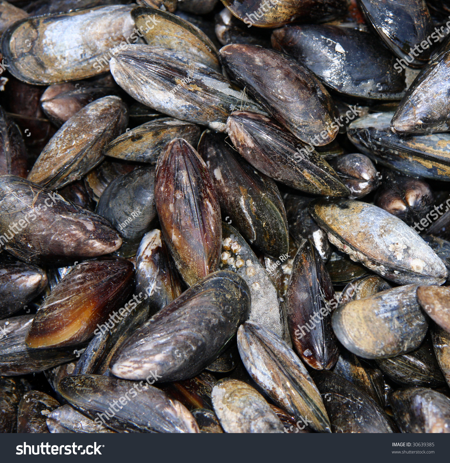 Fresh Live Mussels For Sale At A Fish Market Stock Photo 30639385