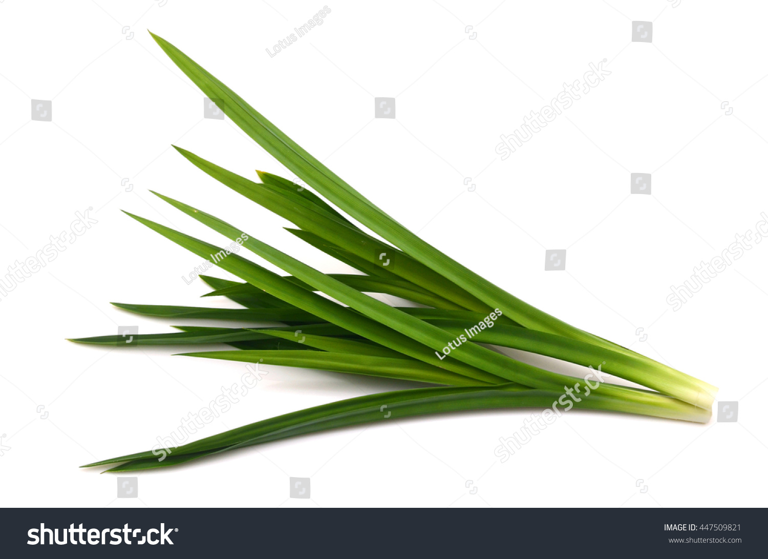 Fresh Pandan Leaves Isolated On White Stock Photo 447509821 Shutterstock