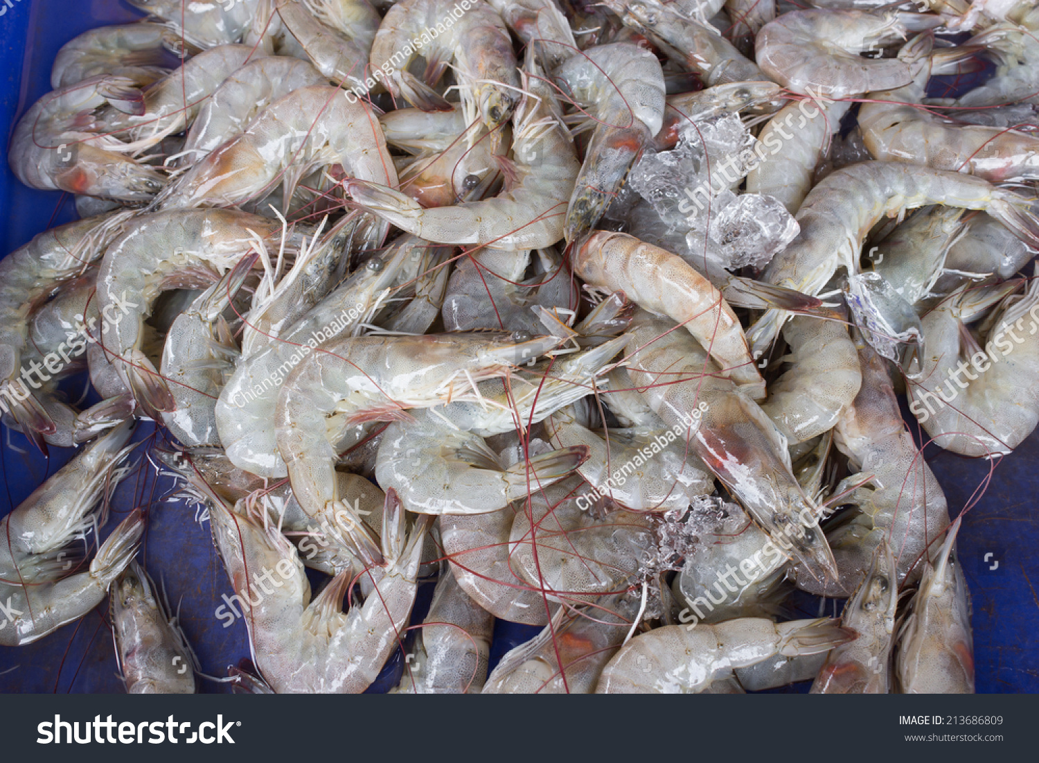 Fresh Shrimps Prawns At Fish Market Stock Photo 213686809 Shutterstock