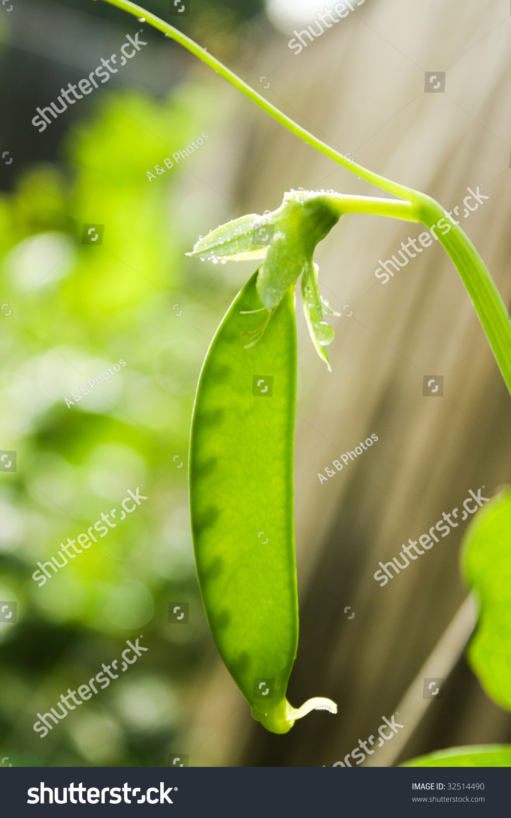 Fresh Snow Pea Pod In The Morning Sun Fresh Snow Pea Pod In The Morning Sun Stock Photo 32514490