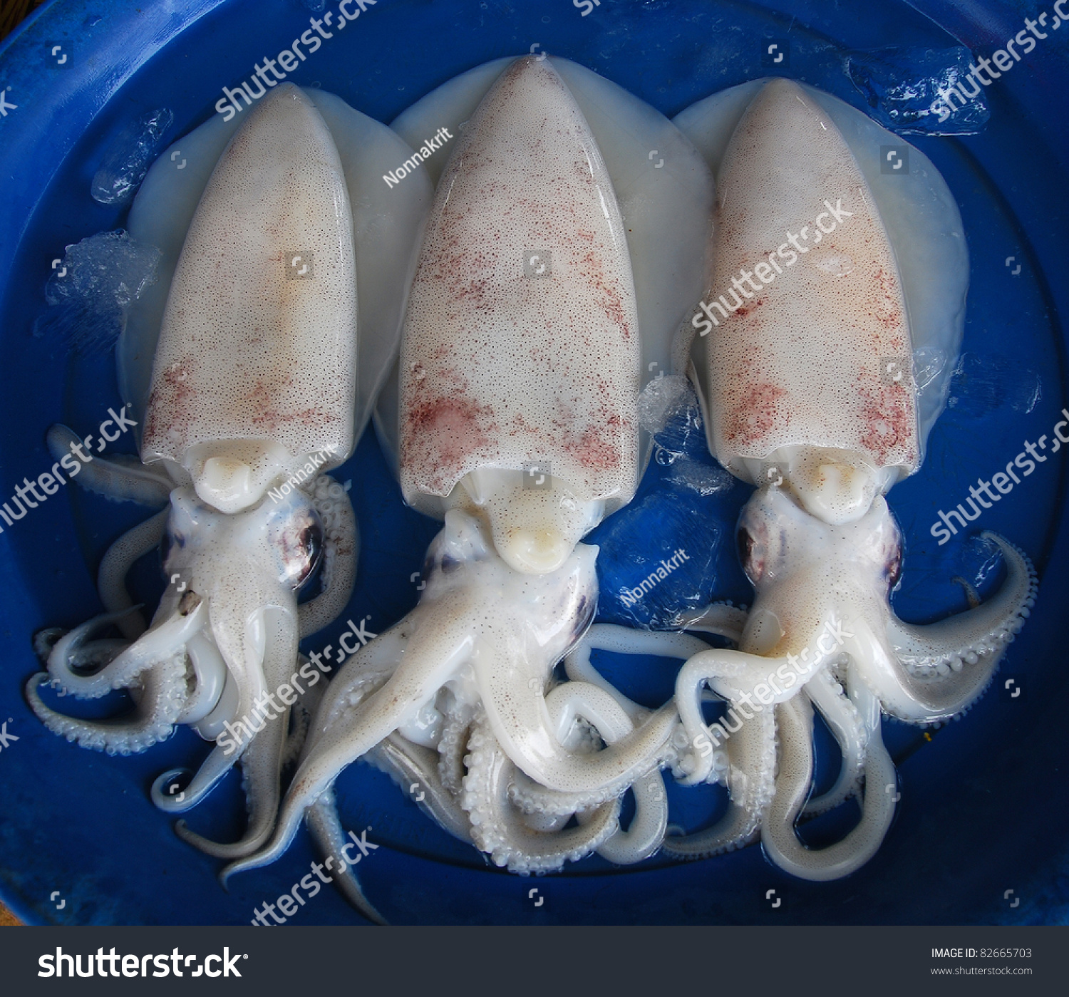 Fresh Squid Market Stock Photo 82665703 - Shutterstock