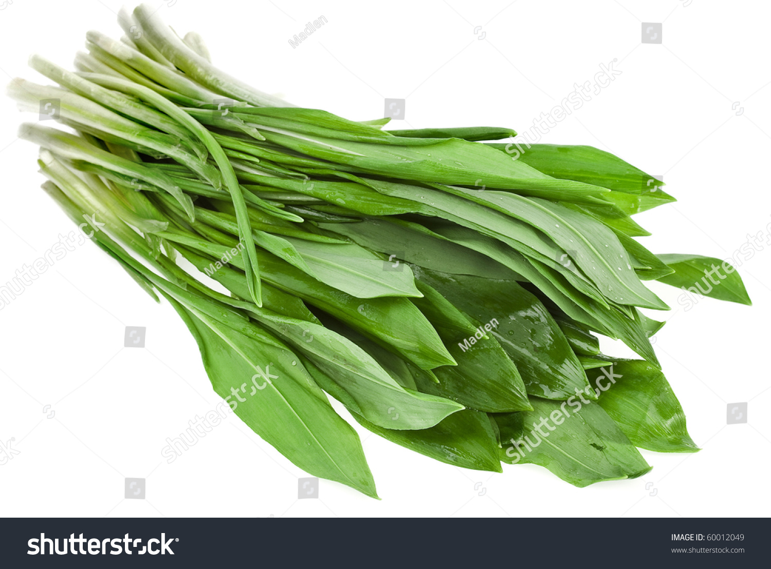 Fresh Wild Garlic Leaves Isolated On White Background , Ramson Stock