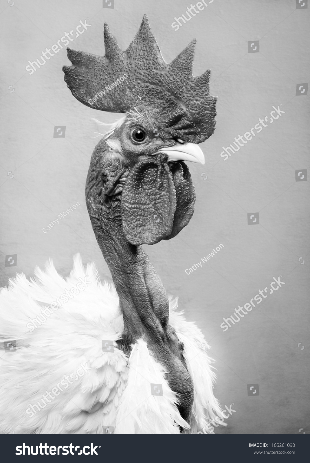 Frizzled Naked Neck Chicken Stock Photo Edit Now 1165261090