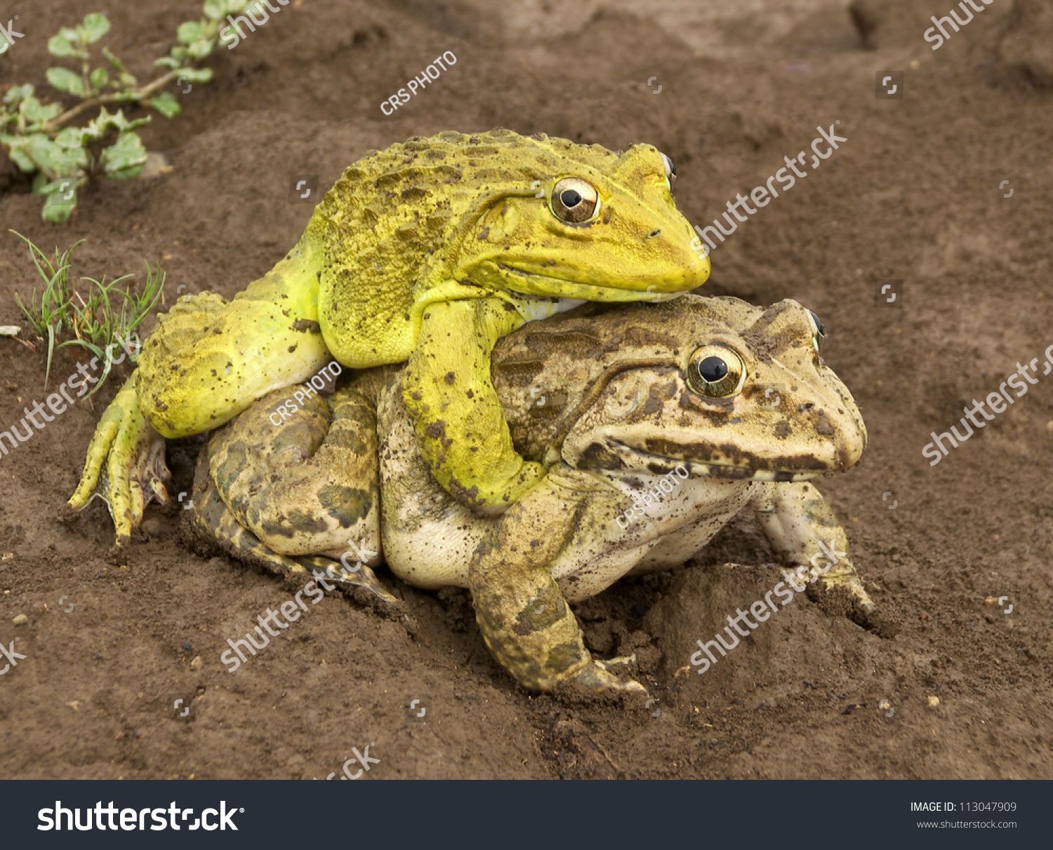 Frog Sex Pictures 43