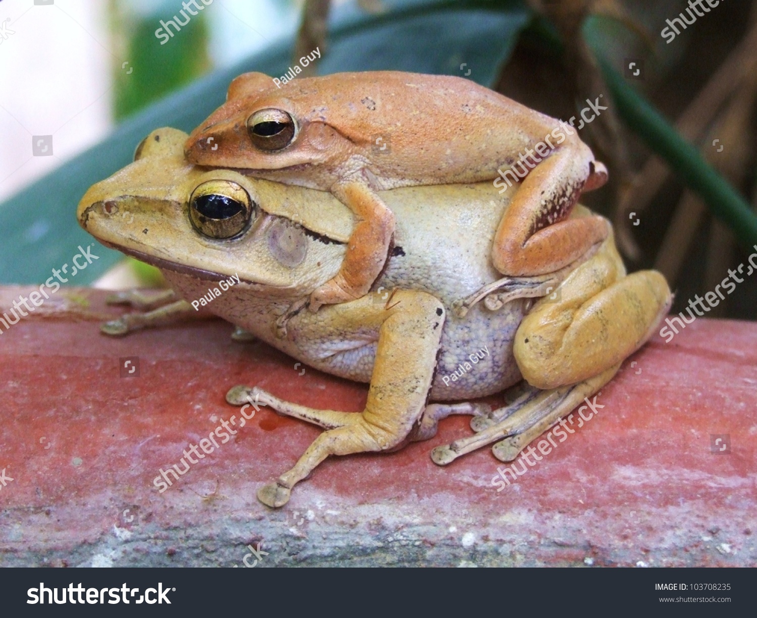 Frogs Mother Baby Stock Photo 103708235 Shutterstock