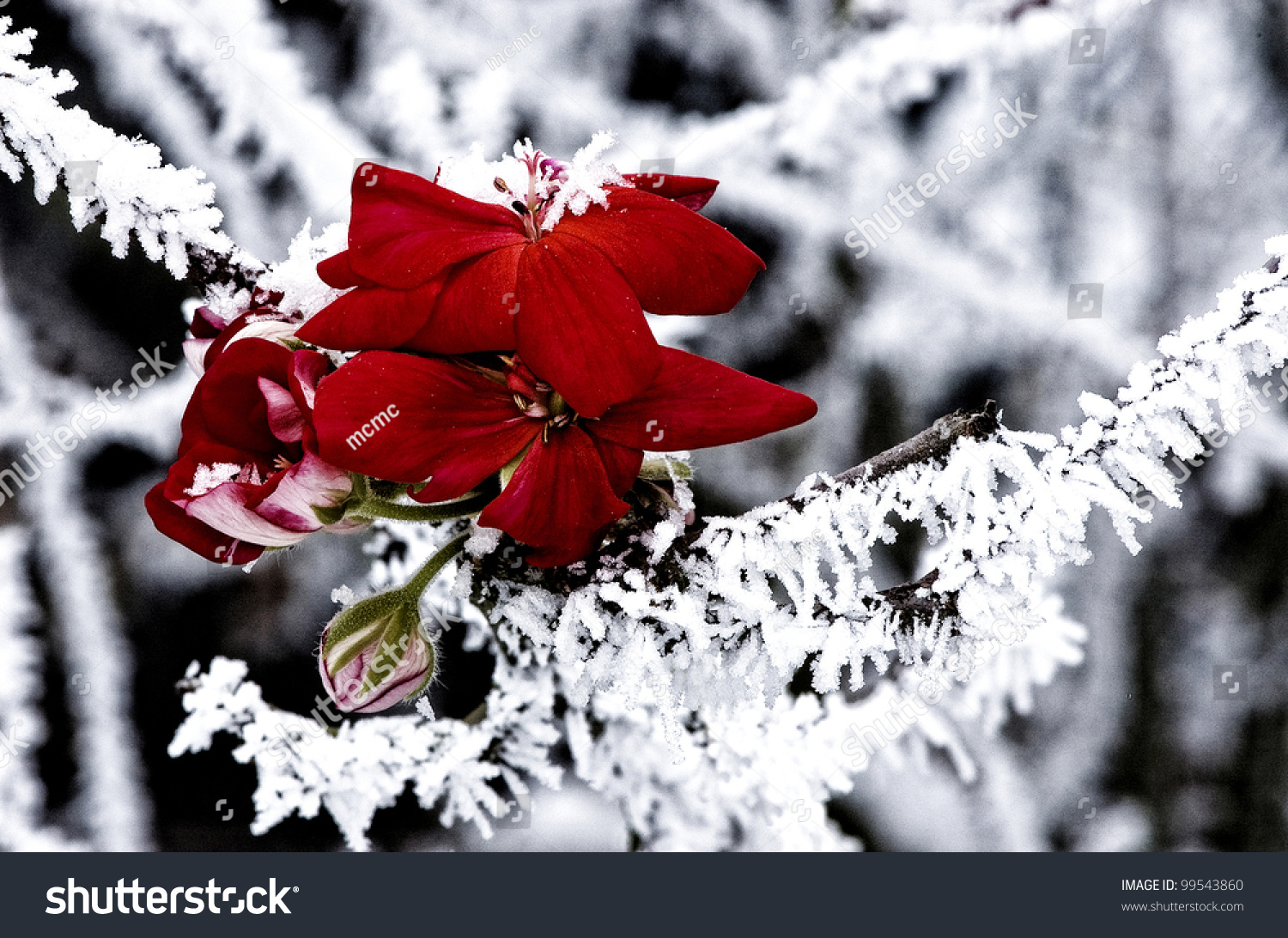 Frozen Flower Stock Photo 99543860 - Shutterstock