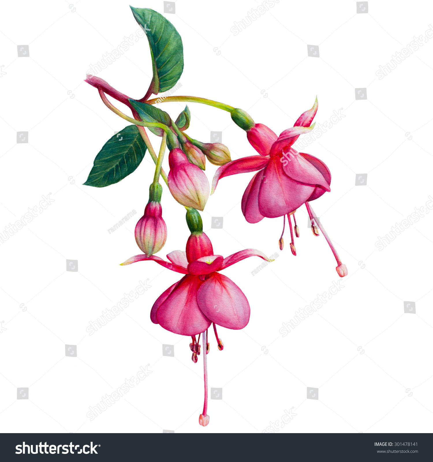 Fuchsia Watercolor Hand Drawn Illustration Beautiful Pink Flowers And