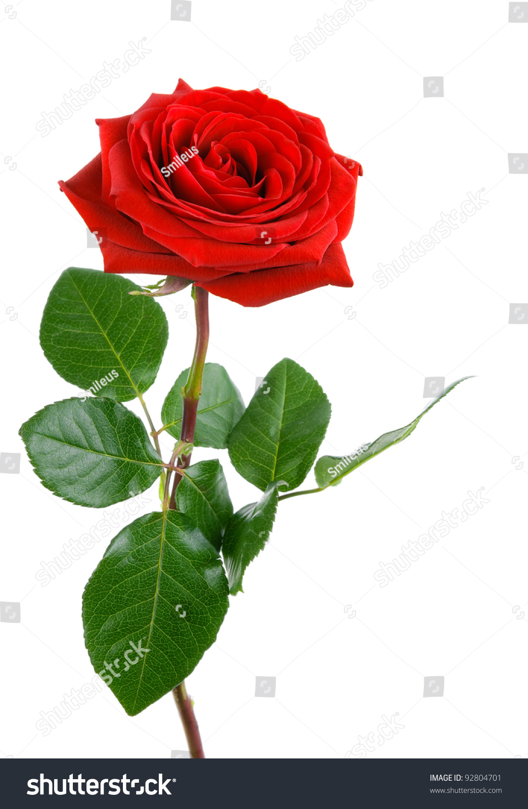 Red Rose With Stem And Thorns