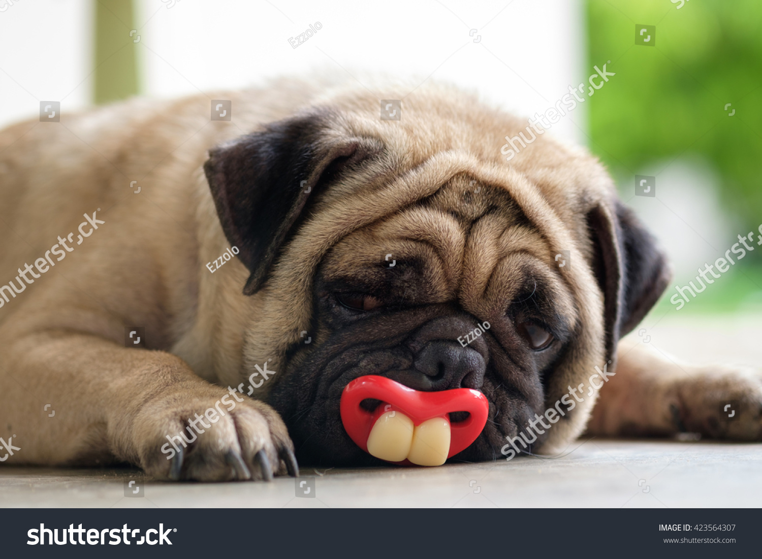 can pugs bite of pug fawn pug lying to bite on concrete floor can pugs bite of pug fawn pug lying to bite on concrete floor