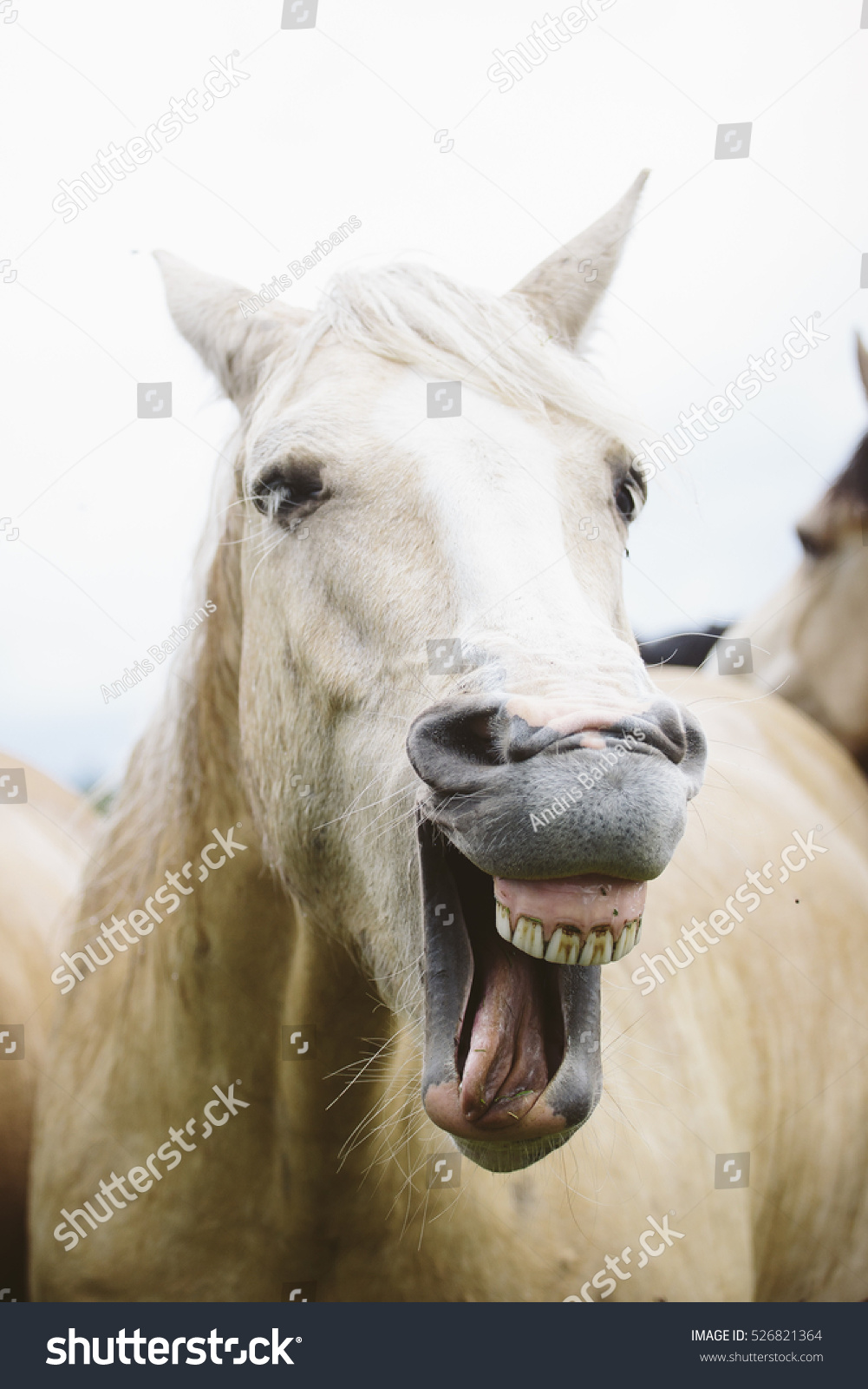 Funny Horse Laughing Funny Horse Laughing