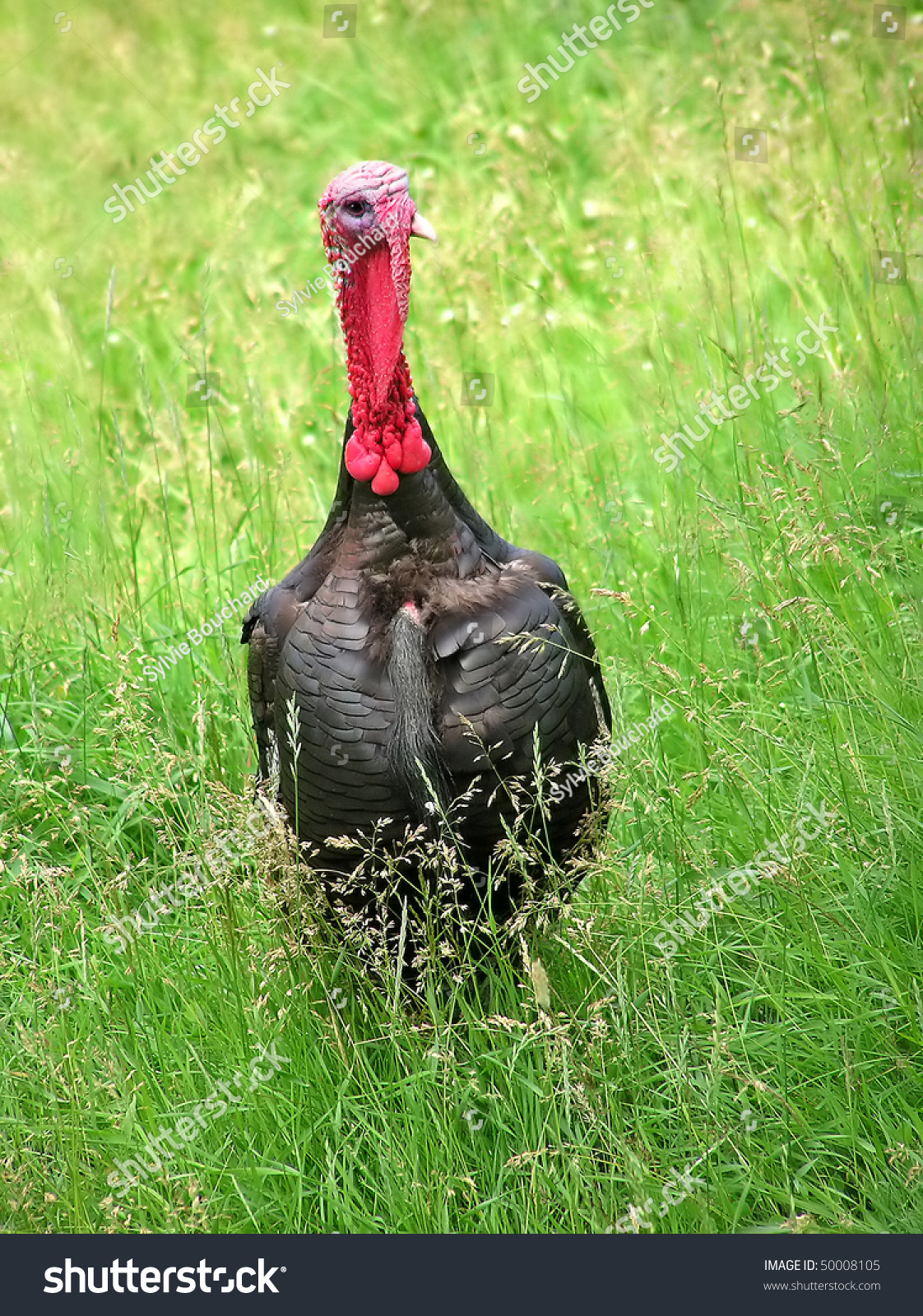 Funny Male Wild Turkey With Long Neck Looking At Camera While Standing