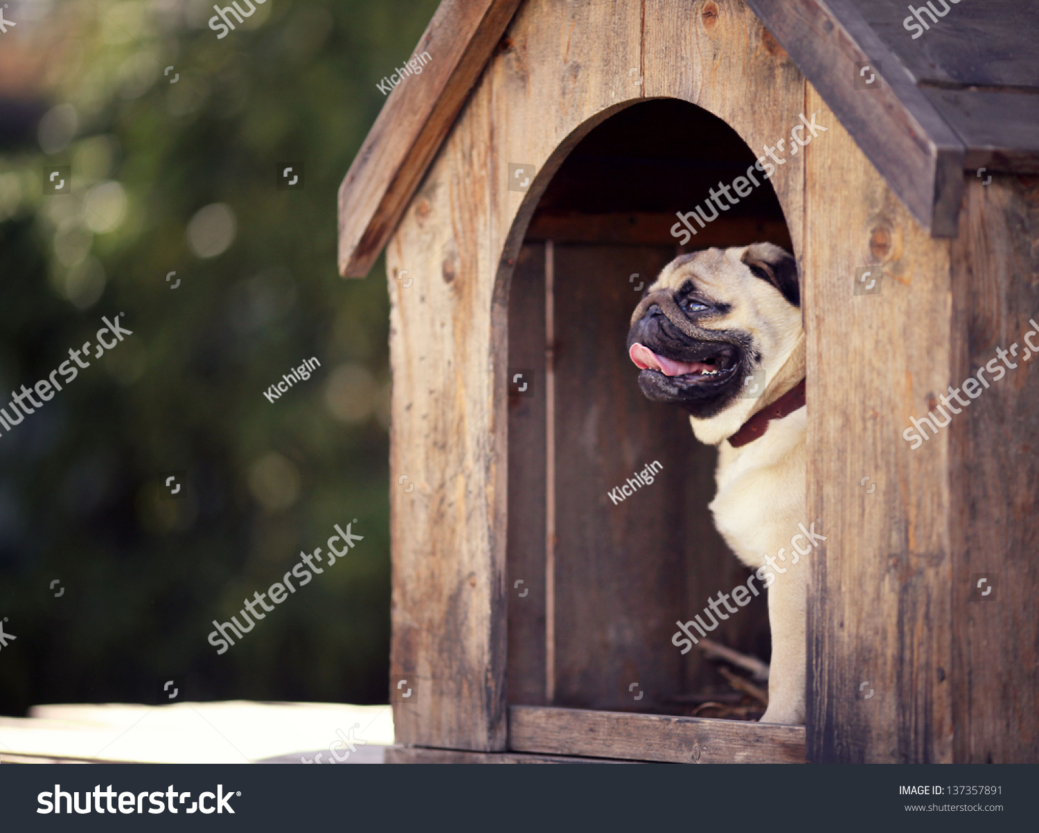 are pugs house dogs pug in the house stock photo 137357891 are pugs house dogs pug in the house stock photo 137357891