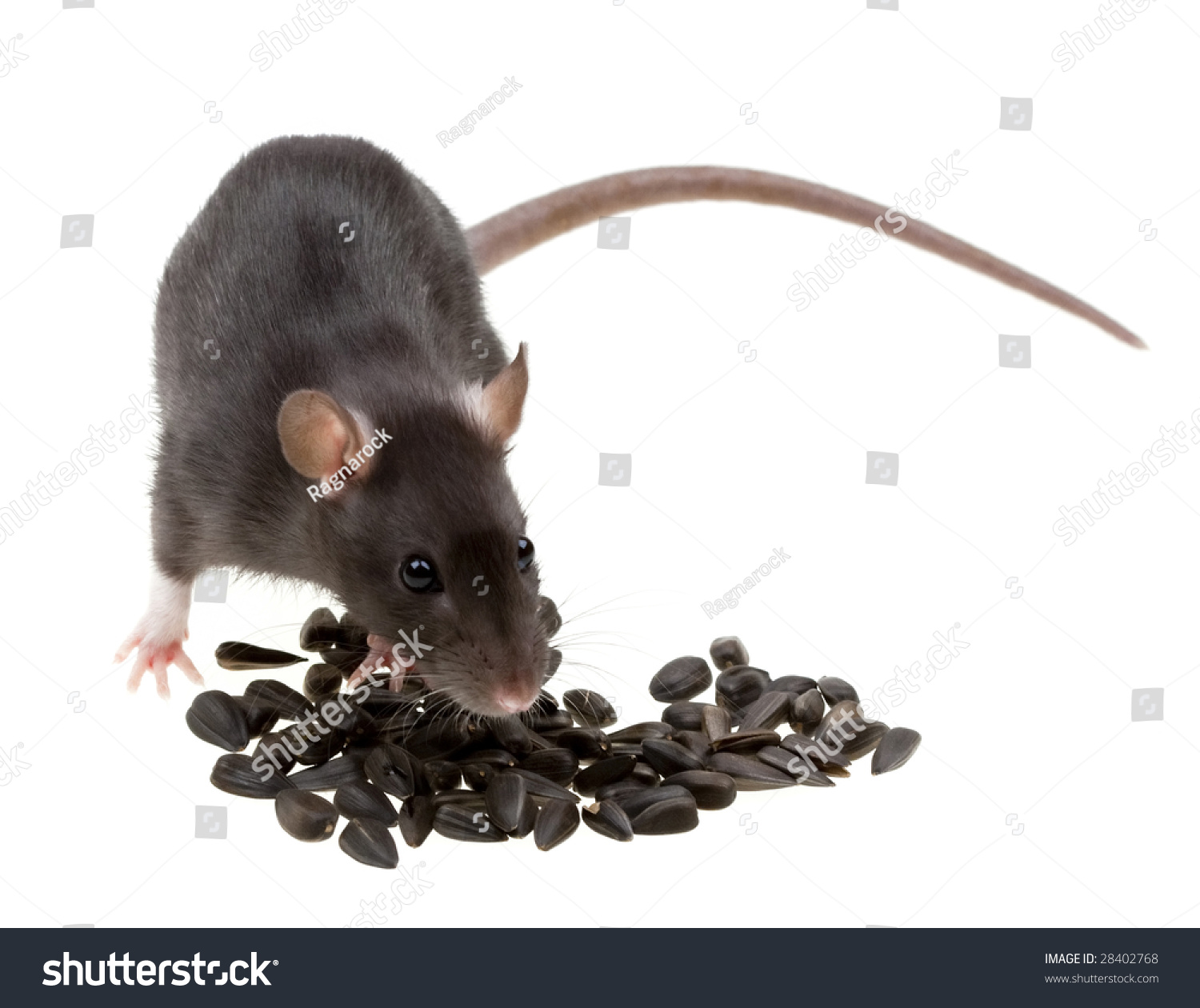 Funny Rat Eat Sunflower Seeds Isolated Stock Photo 28402768 Shutterstock