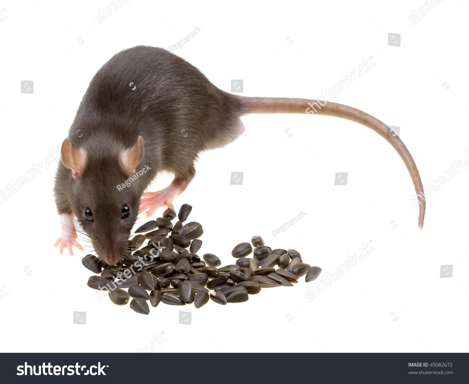 best 28 do rats eat sunflower seeds best 28 do rats best 28 do rats eat sunflower seeds best 28 do rats