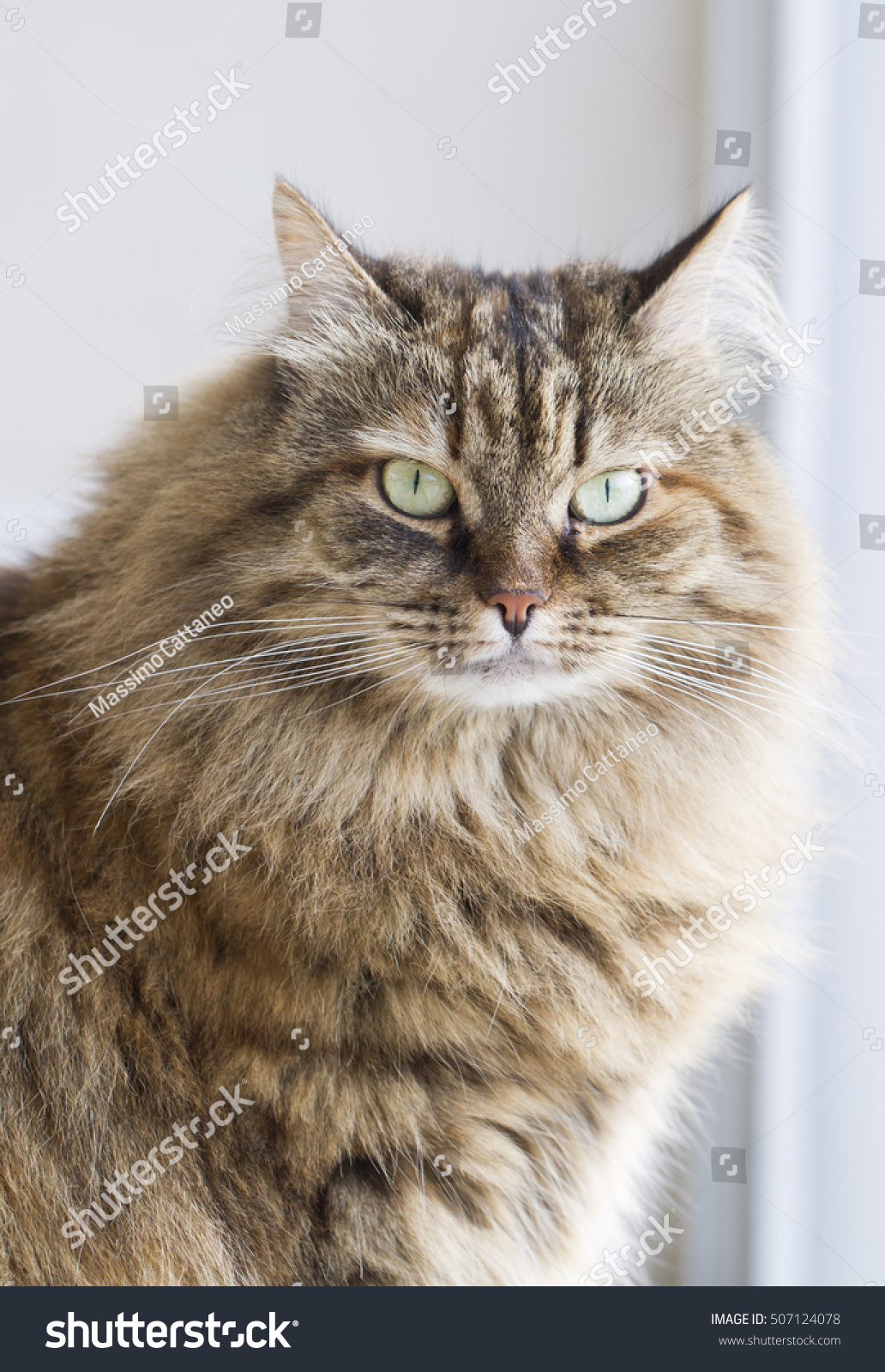 Furry Brown Tabby Mackerel Siberian Cat In The Garden Stock Photo ...