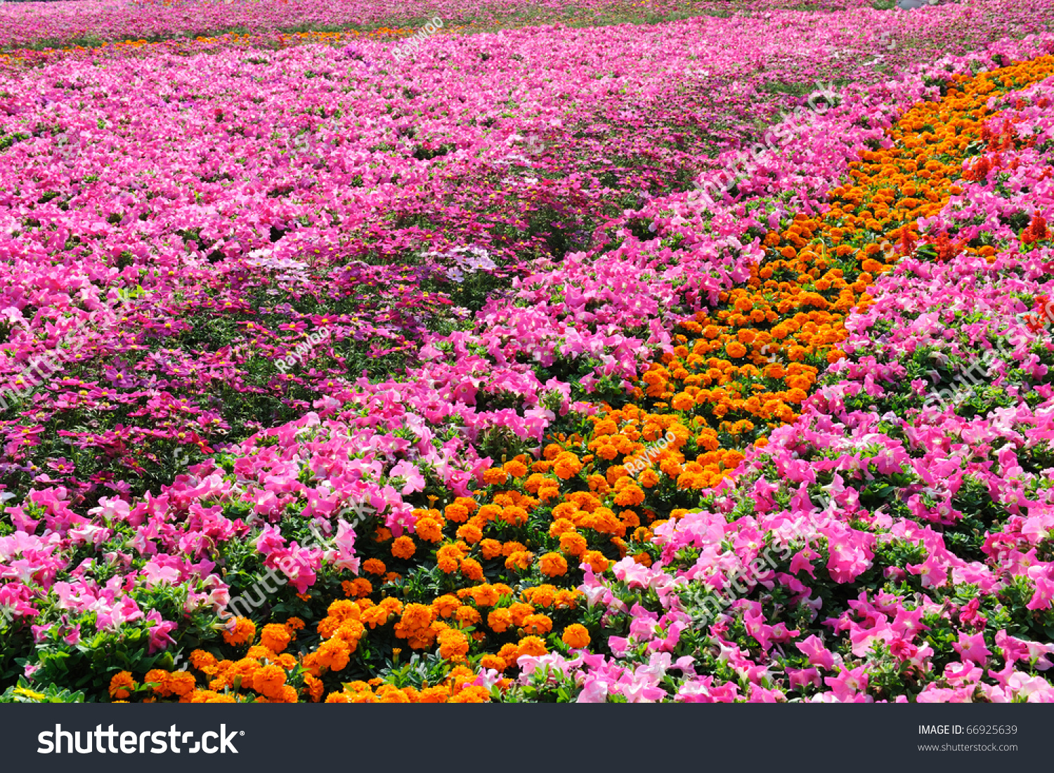 Garden Full Of Many Kinds Of Flowers Stock Photo 66925639 : Shutterstock
