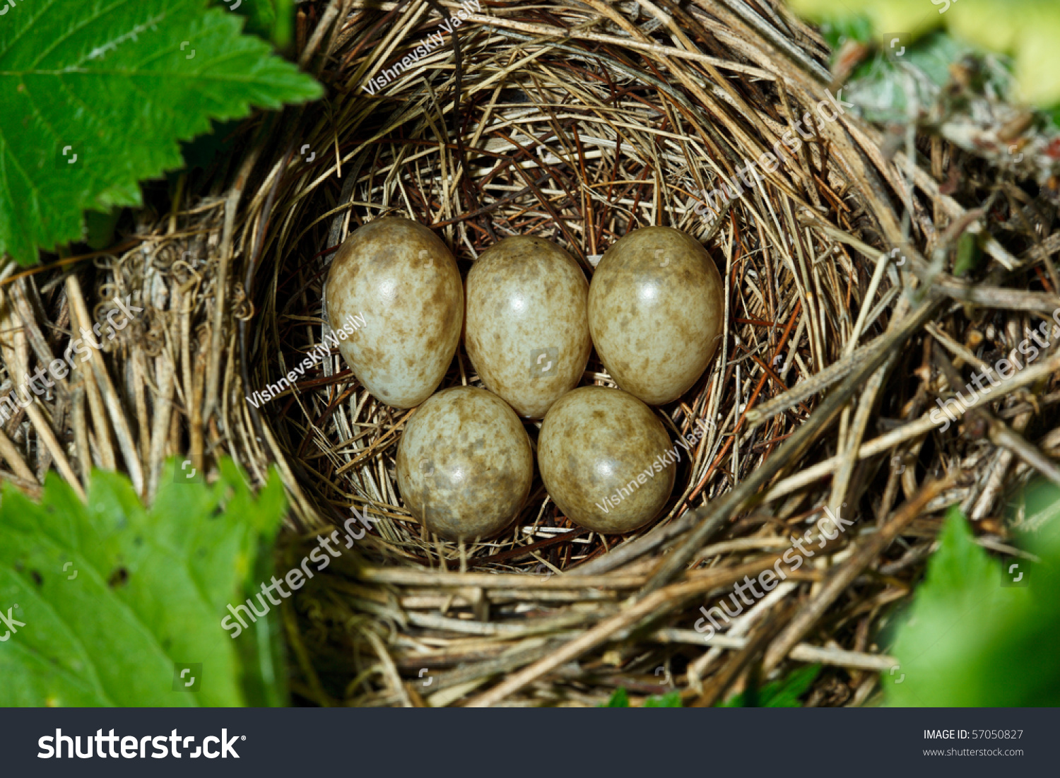 Garden Warbler, Sylvia Borin. Nest Of A Bird With Eggs In The Nature 