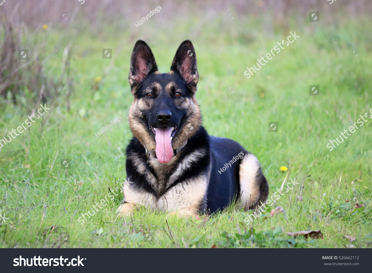 German Shepherd Dog Lying In A Field Stock Photo 526662112 : Shutterstock