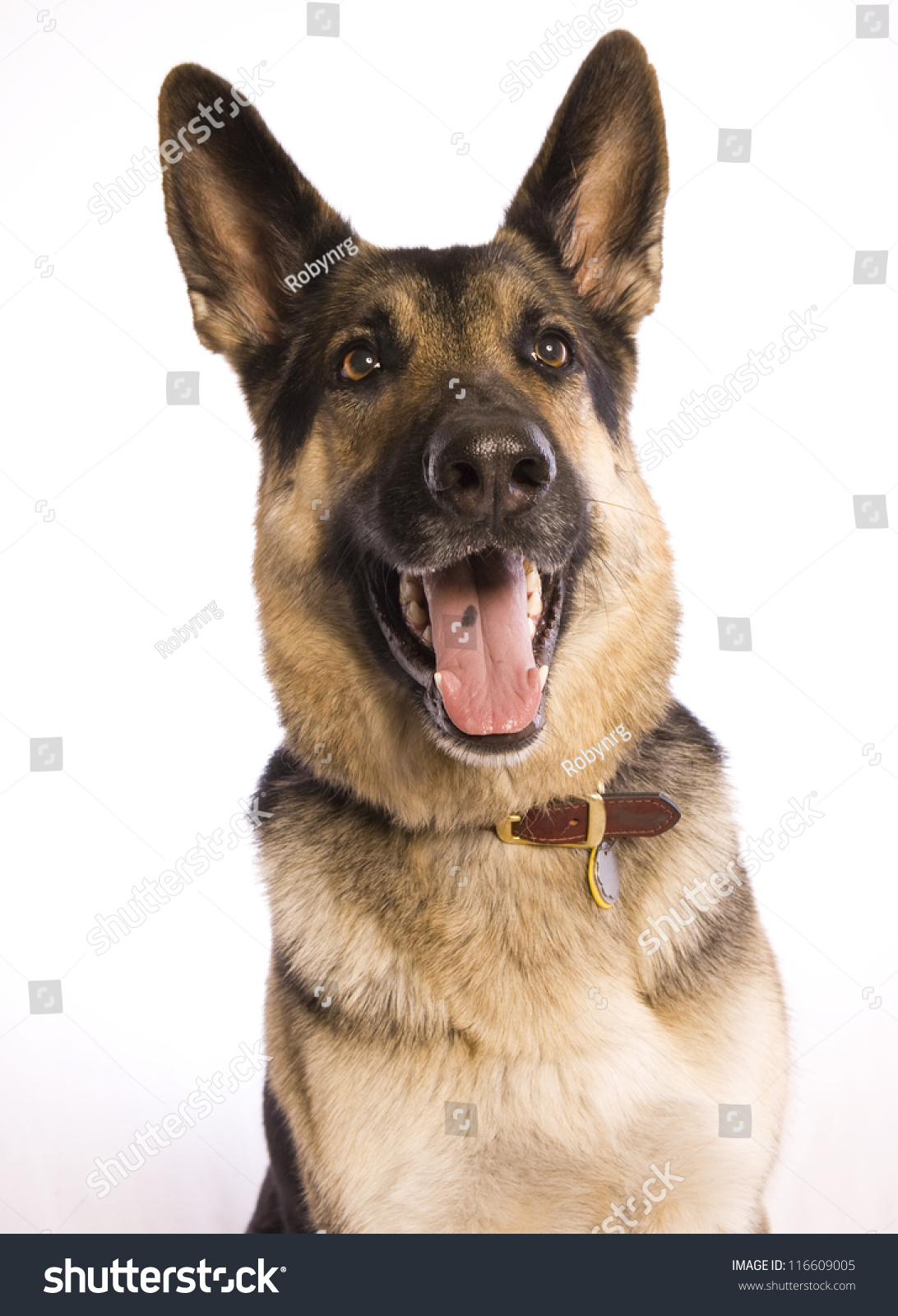 German Shepherd Dog Mouth Open Head Stock Photo 116609005 Shutterstock