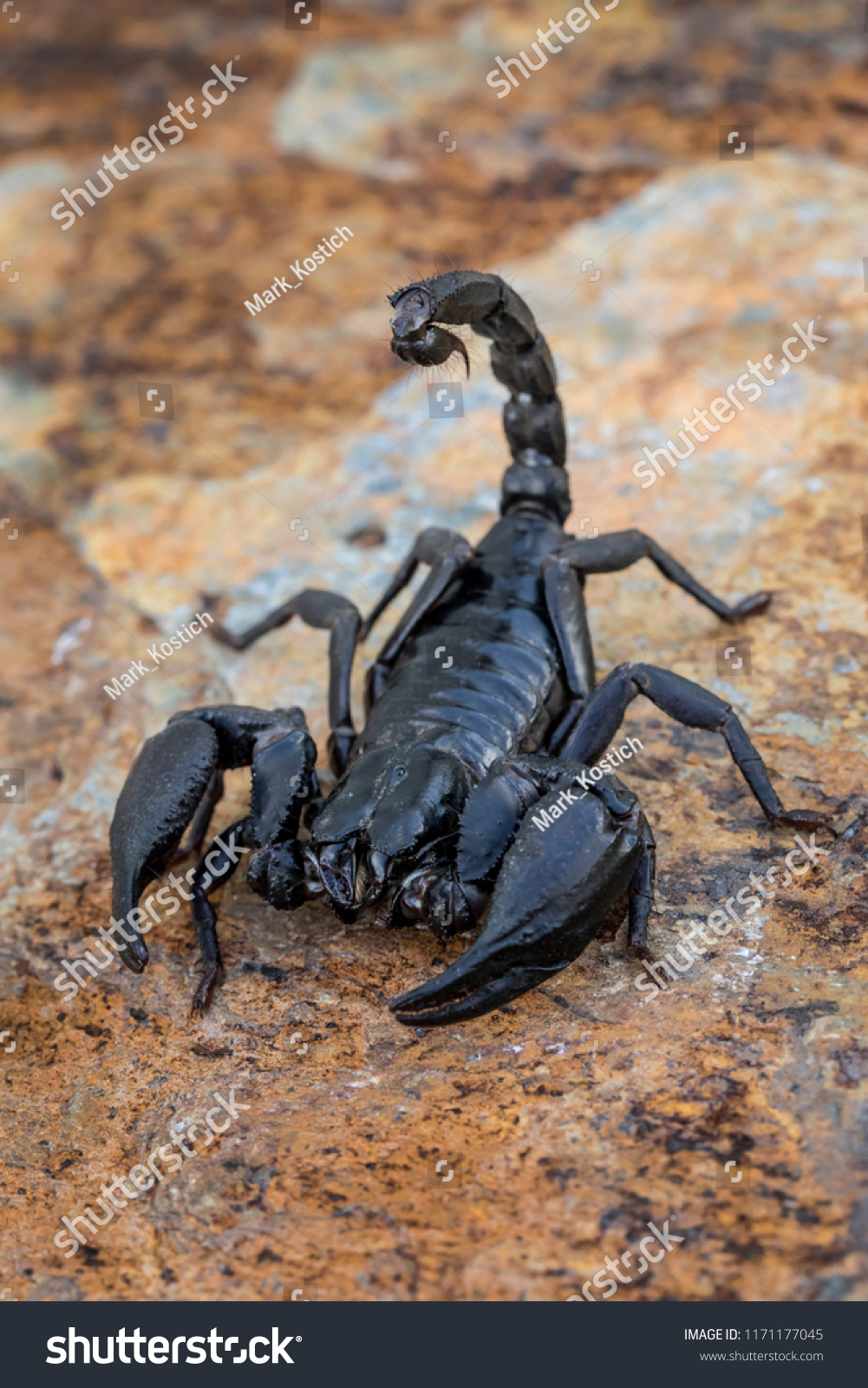 Giant Asian Forest Scorpion Heterometrus Spinifer Stock Photo Edit Now