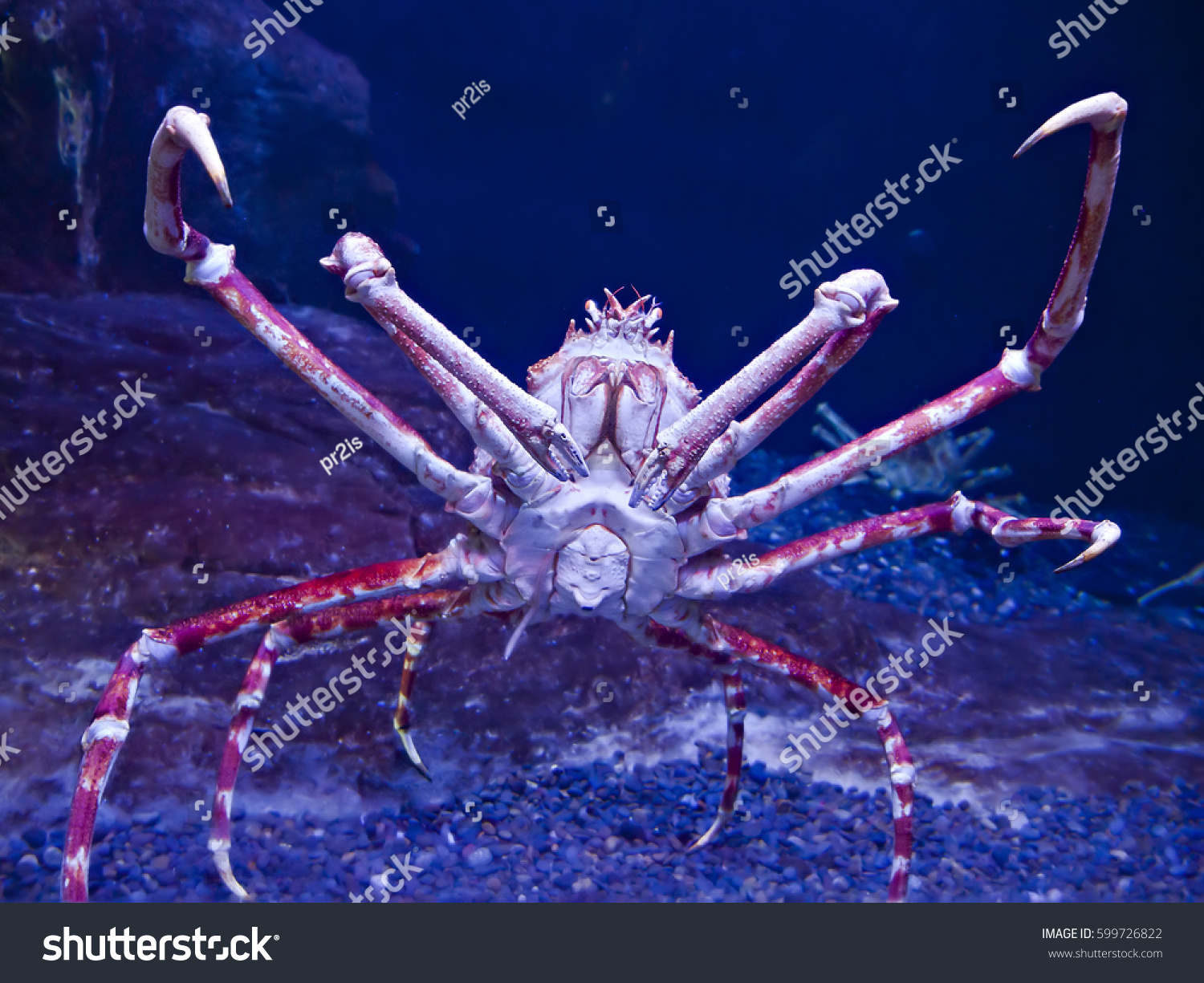 Giant Japanese Spider Crab Macrocheira Kaempferi Stock Photo 599726822