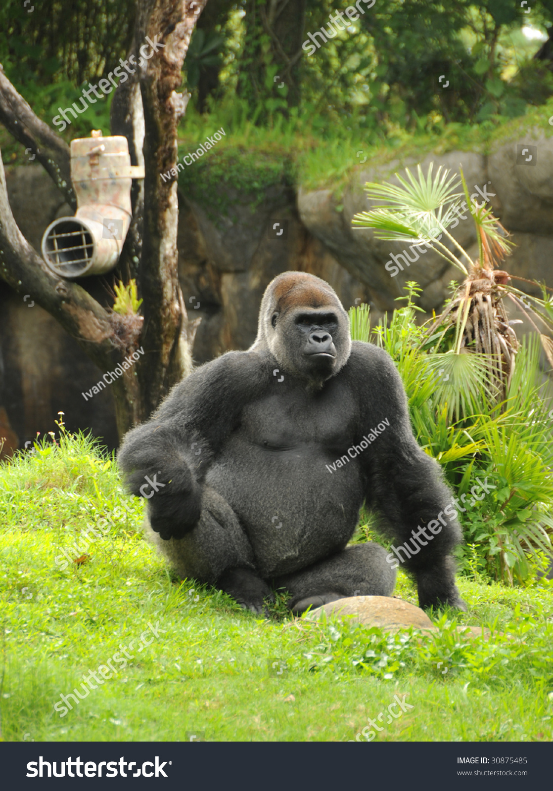 giant cuddly gorilla