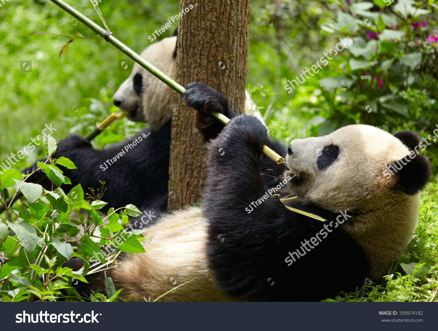 Giant Panda Eating Bamboo Stock Photo 109974182 Shutterstock