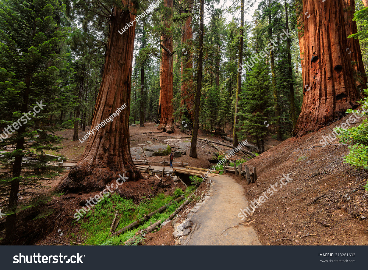 Giant Sequoias Forest. Sequoia National Forest In California Sierra ...