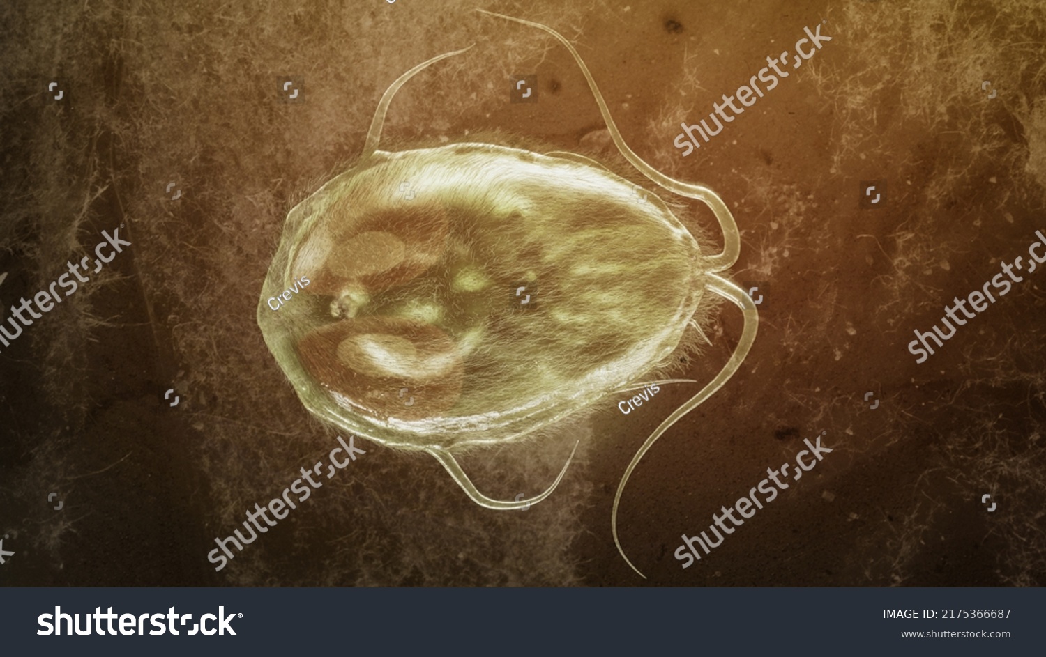 Giardia Lamblia Parasite Closup D Rendering Stock Illustration