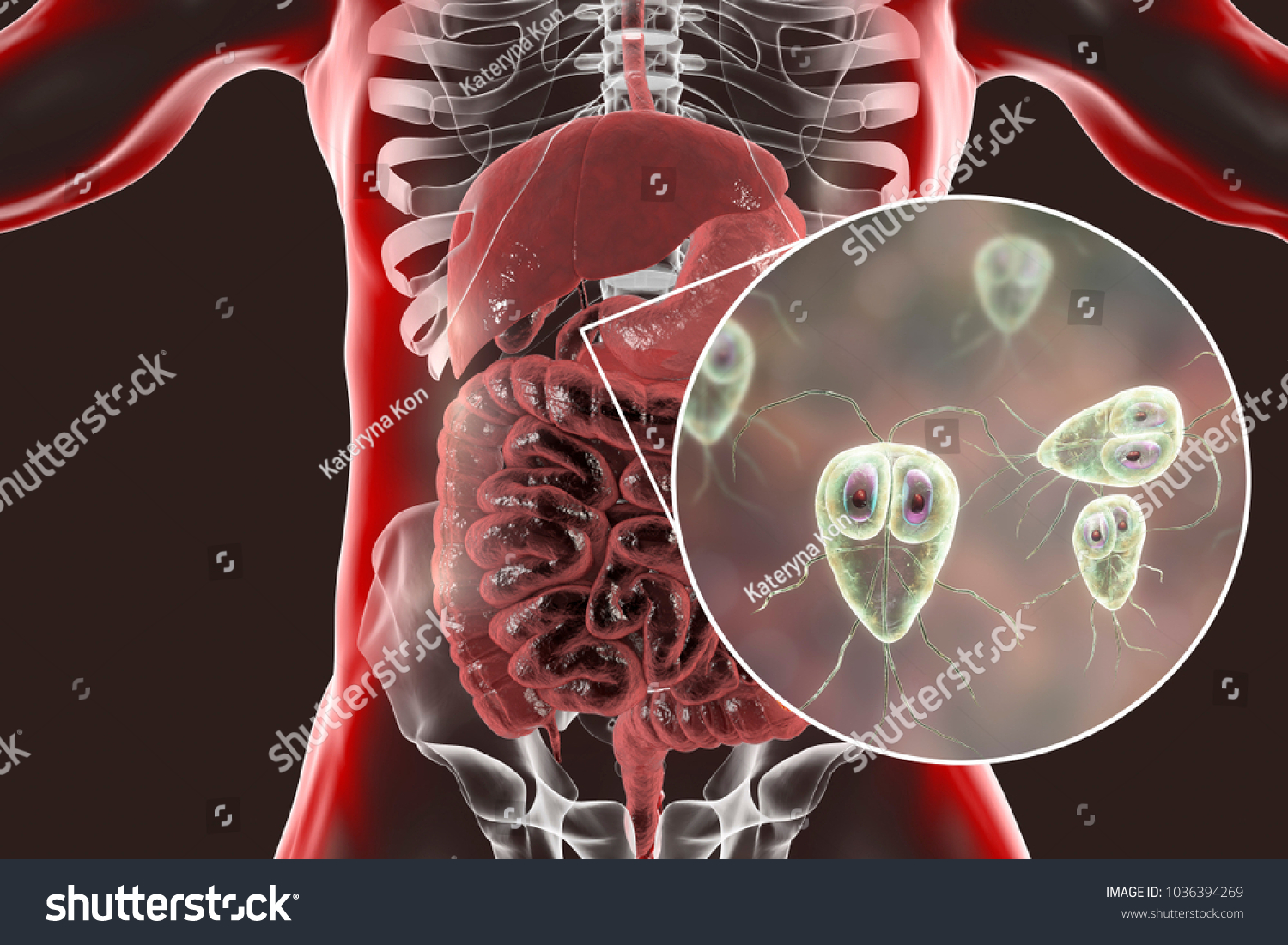 Giardia Lamblia Protozoan Found Duodenum Closeup Illustrazione Stock