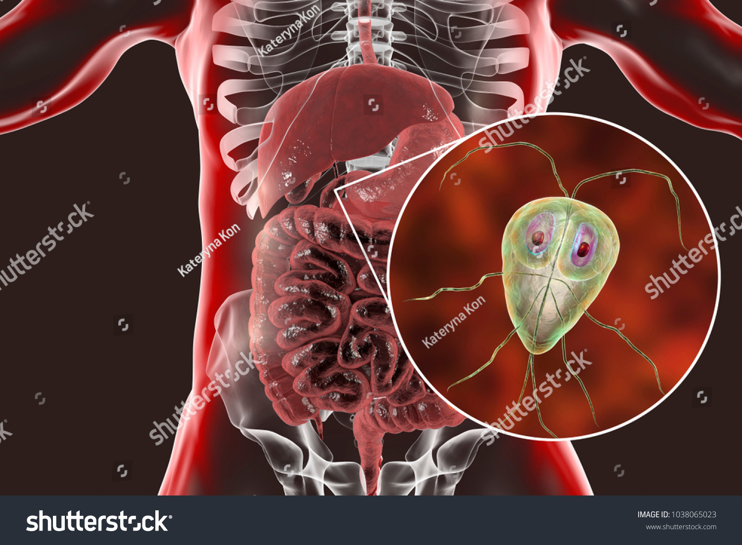 Giardia Lamblia Protozoan Found Duodenum Closeup Stock Illustration