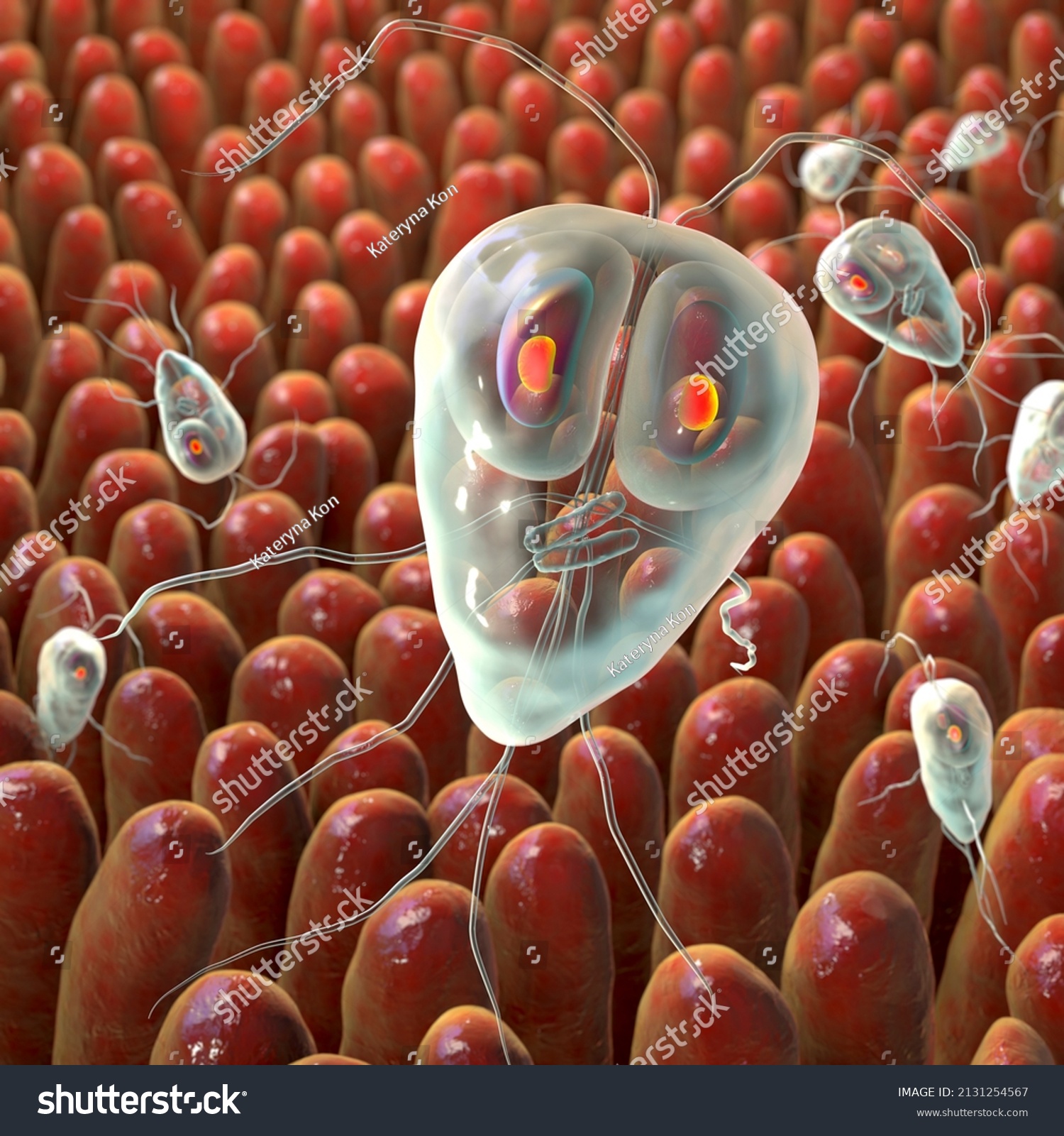 Giardia Lamblia Protozoan Causative Agent Giardiasis Stock Illustration