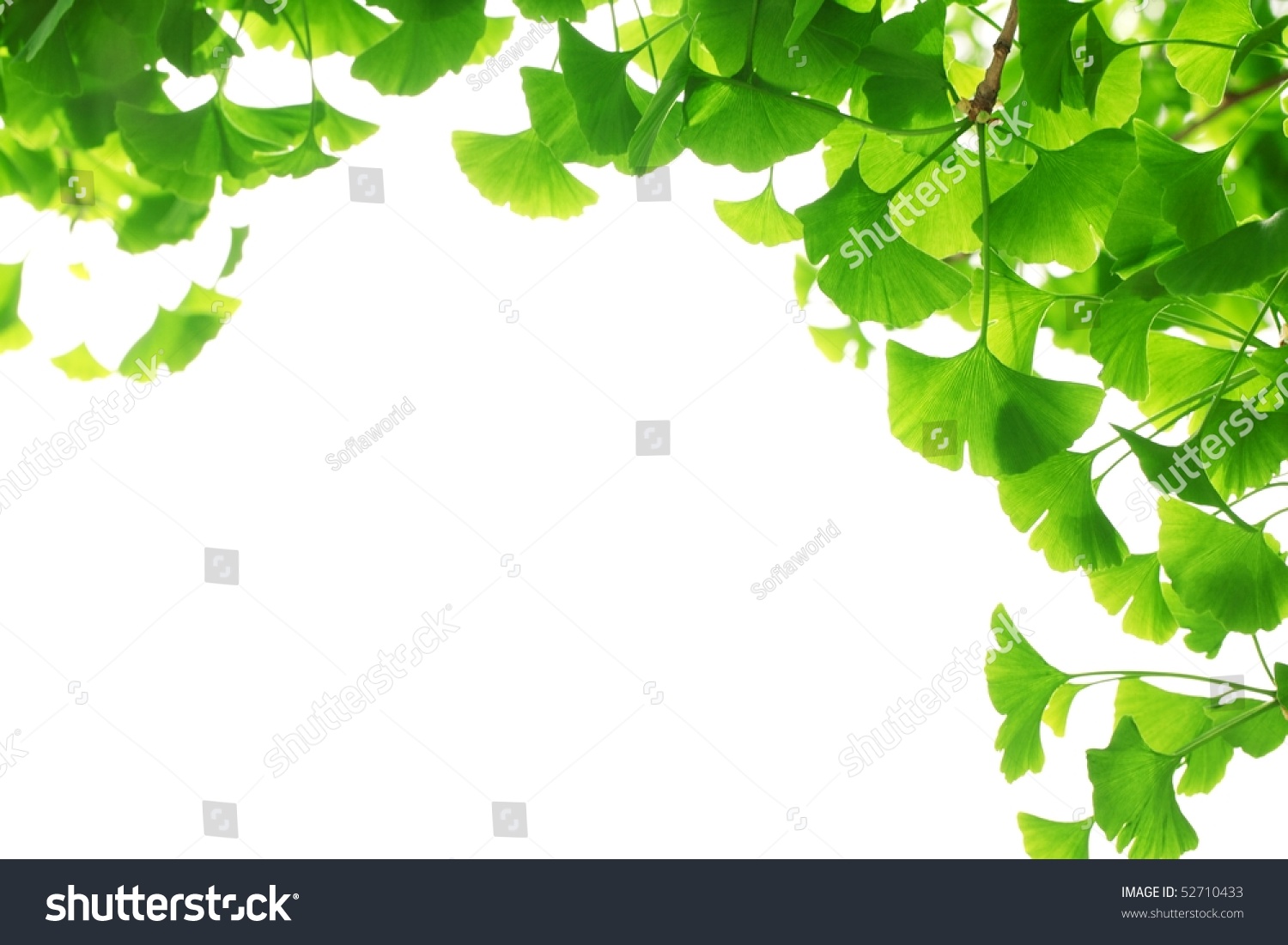 clip art ginkgo leaf - photo #35