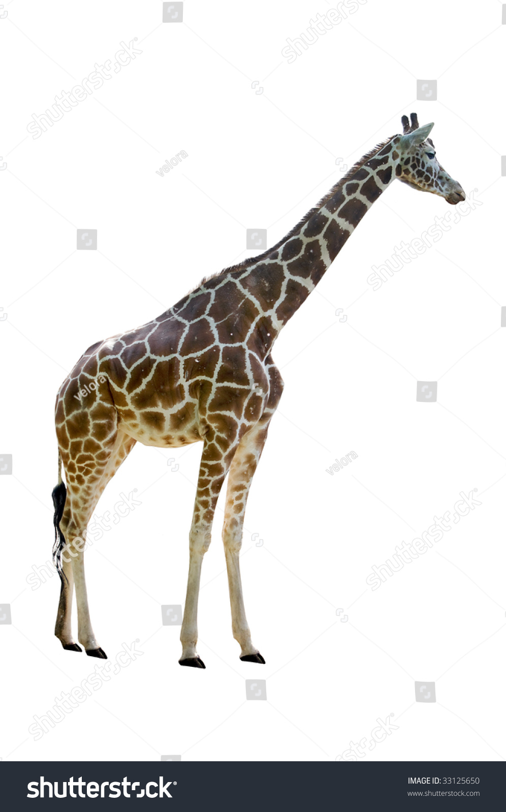 Giraffe Isolated On White Background Stock Photo 33125650 : Shutterstock