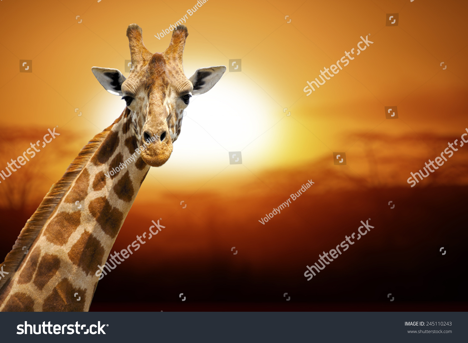 Giraffe on sunset Amboseli national park Kenya Giraffe on sunset Amboseli national park Kenya