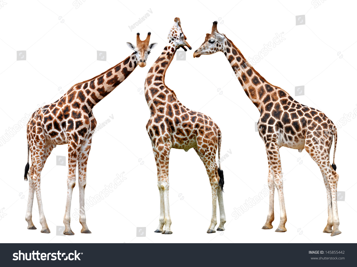 Giraffes Isolated On White Background Stock Photo 145855442 : Shutterstock