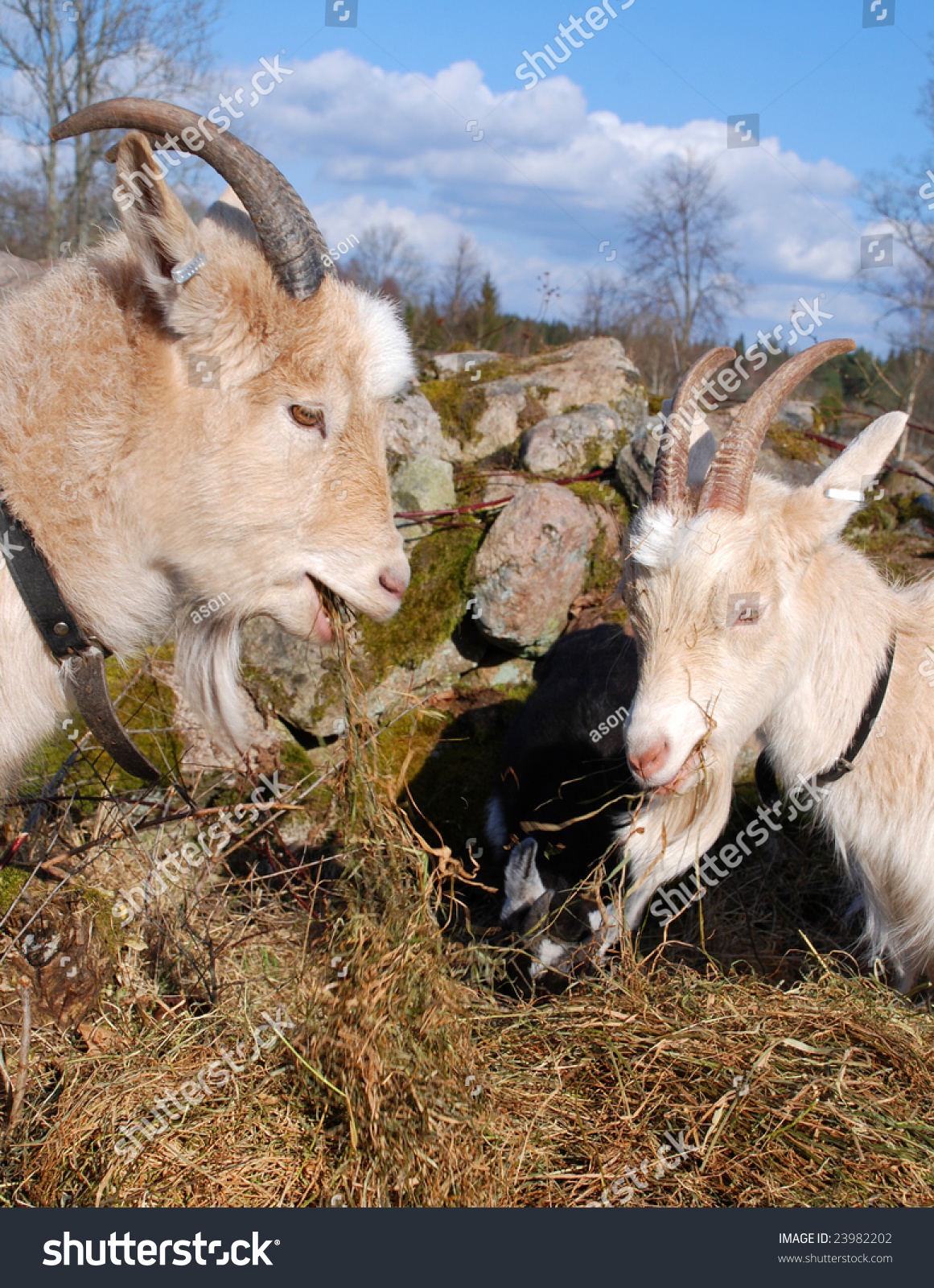 Goat Eating Hay Stock Photo 23982202 Shutterstock