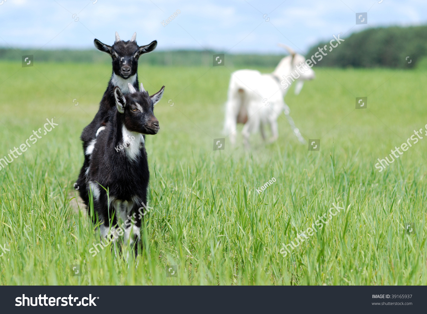 Kid Goats On In Steppe In The Summer Goat On Pasture In Summer Stock Photo 39165937