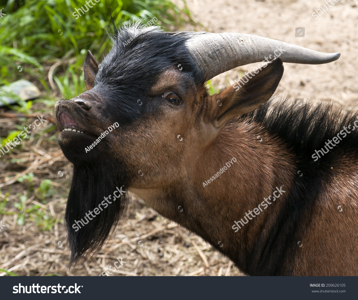 stock-photo-goat-with-black-beard-209626105.jpg