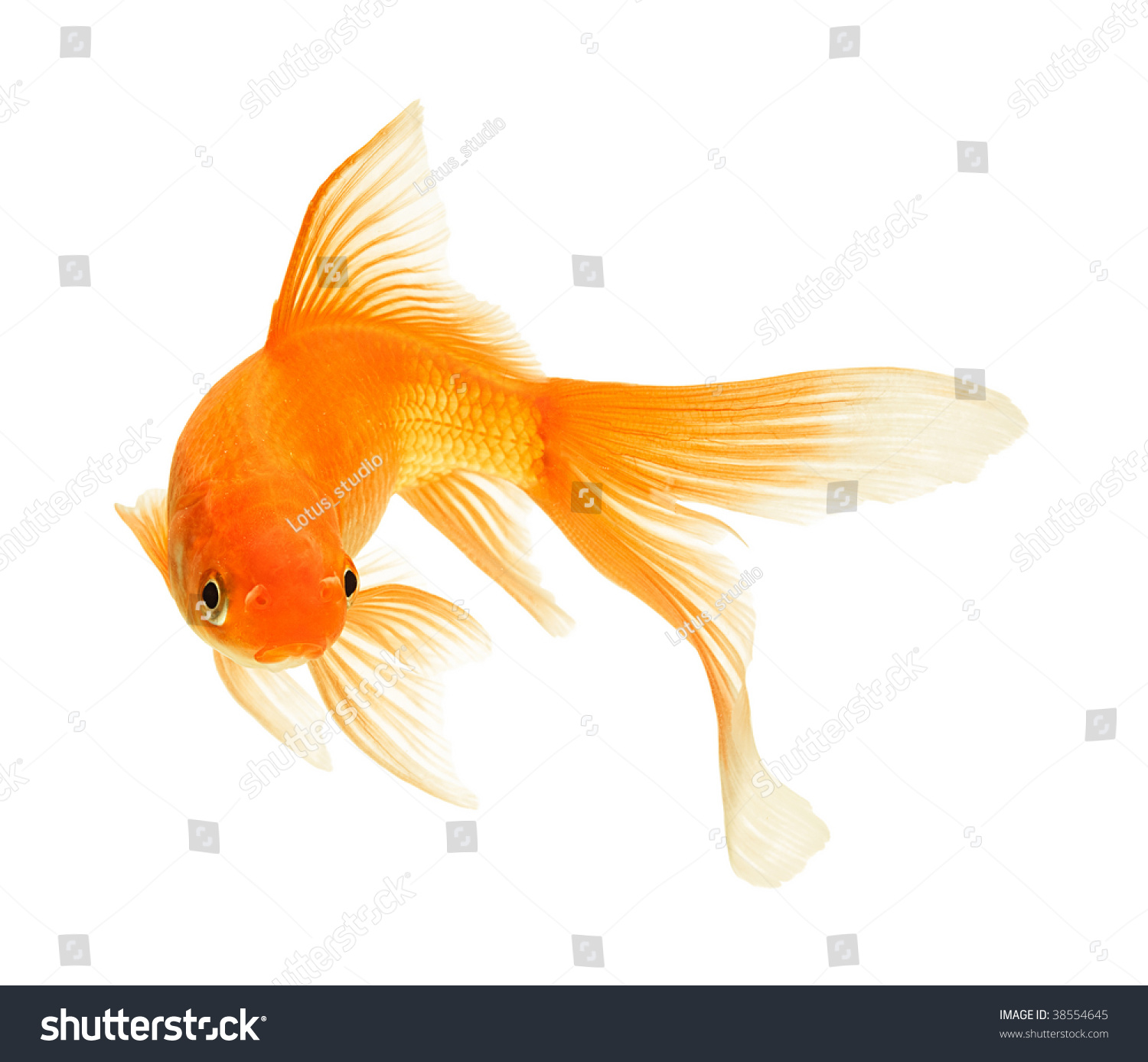 Gold Fish Isolated On White Stock Photo 38554645 Shutterstock